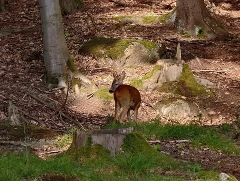 Deer partial view in sunlit forest clearing beside mossy rocks and twisting.. Stock Photos