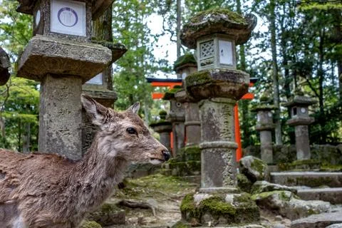 Deer passing stone lanterns with red torii in the back in Nara. Japan Stock Photos