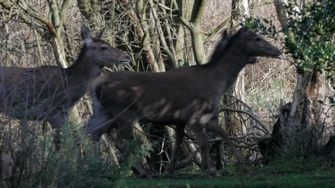 Deer passing through their scrubland habitat, Norfolk, England Stock Footage 104045965