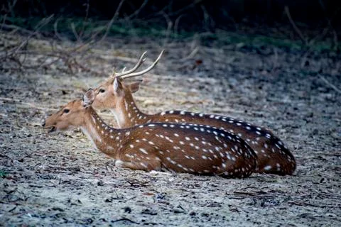 Deer passing time with each other. Stock Photos