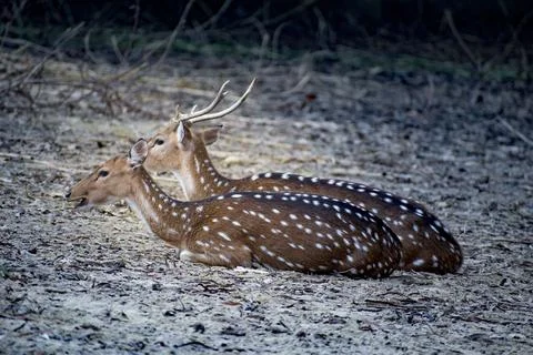 Deer passing time with each other. Stock Photos