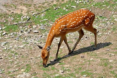 Deer on pasture Stock Photos