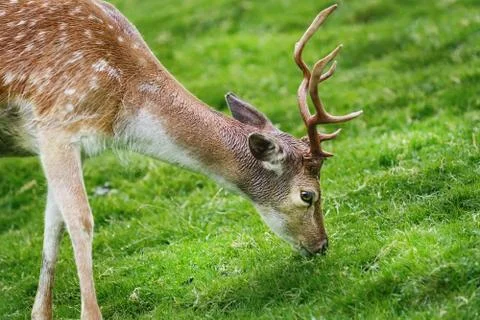 Deer on the Pasture Stock Photos