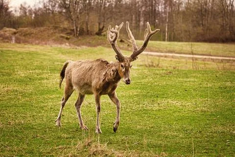 Deer on the pasture Stock Photos