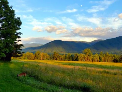Deer Pasture Sunset Foto stock