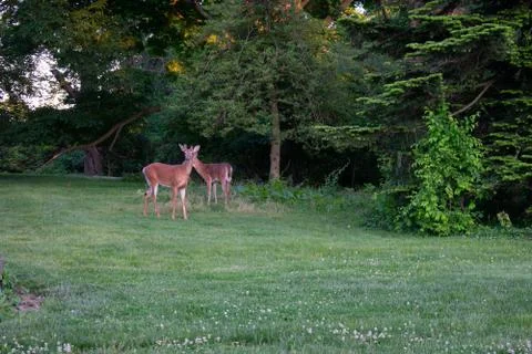 A Deer in a Patch of Grass in a Suburban Backyard Stock Photos