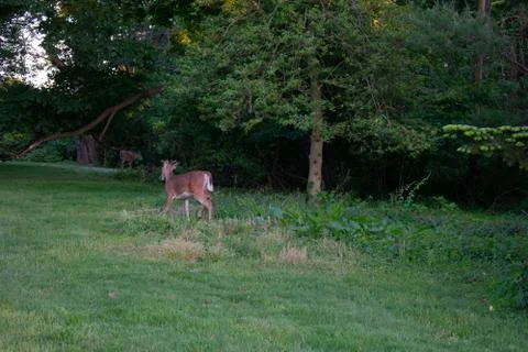 A Deer in a Patch of Grass in a Suburban Backyard Stock Photos