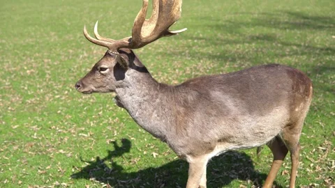 A deer peeing in the park 스톡 동영상 240383740