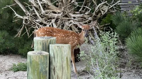 Deer Peeks Out Foto stock