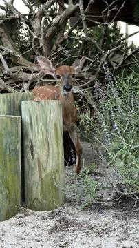 Deer Peeks Out Foto stock