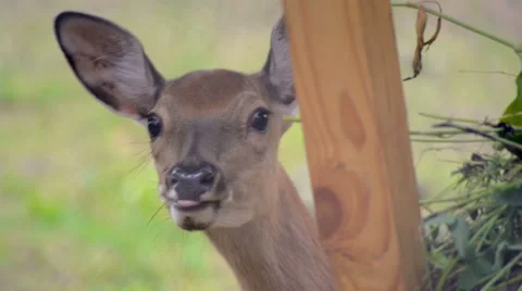 Deer peeping from behind a feeding trough Stock Footage 51794200
