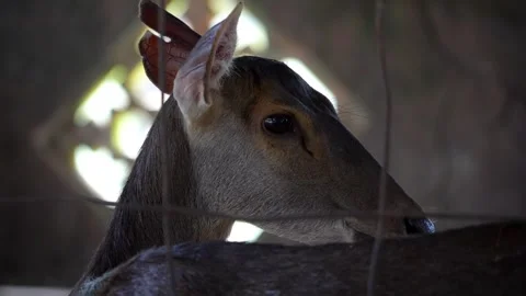 Deer peering through a fence Video stock 330761786