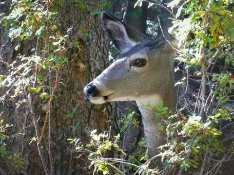 Deer peering through the trees Stock Photos