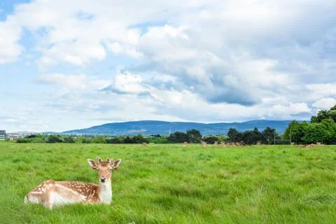 Deer at Phoenix Park Stock Photos