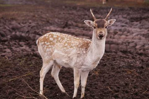 Deer Stockfoto's