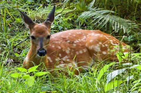 Deer Stock Photos