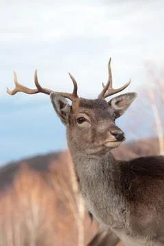 Deer Foto stock