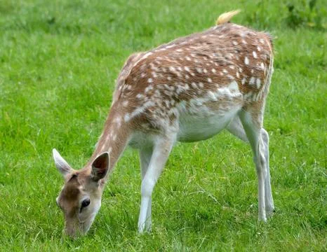 Deer 写真素材