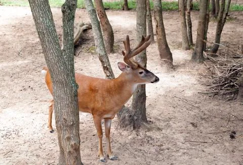 Deer Stock Photos