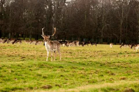 Deer Stock Photos
