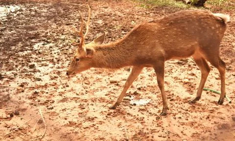 Deer Stock Photos
