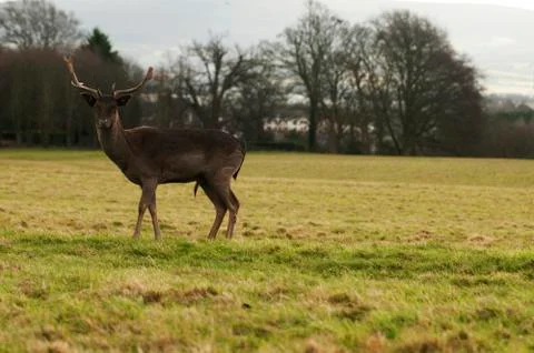 Deer Stock Photos