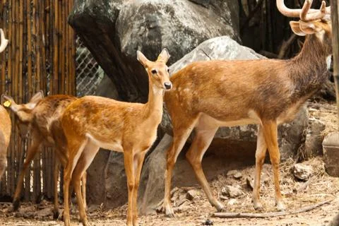 Deer . Stock Photos