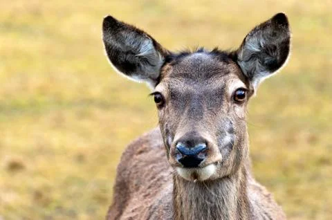 Deer Stock Photos