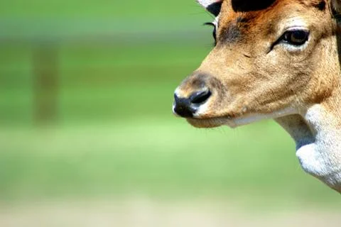 Deer Stock Photos