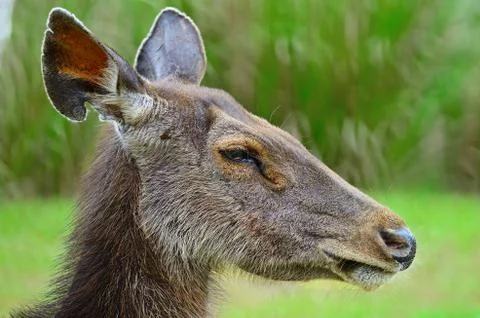 Deer Stock Photos