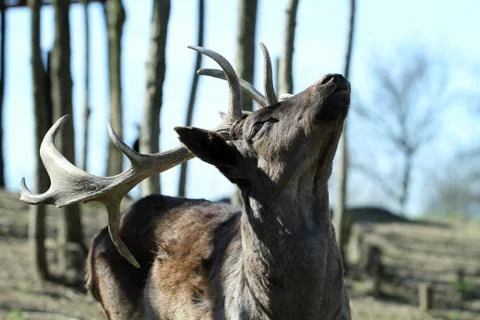 Deer Foto stock