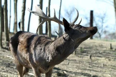 Deer  Foto stock