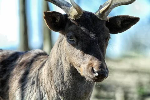 Deer  Foto stock