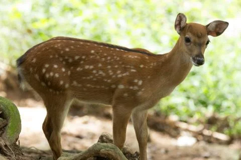 Deer Stock Photos