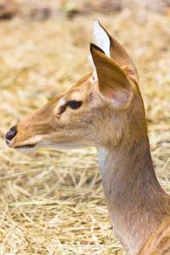 Deer Stock Photos
