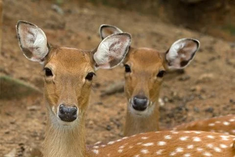 Deer Stock Photos
