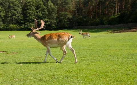Deer Stock Photos