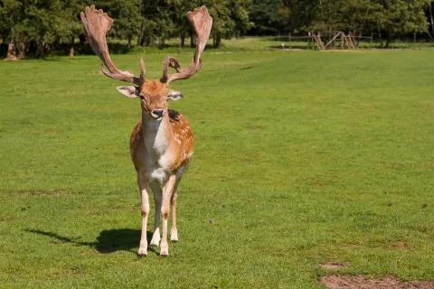 Deer Stock Photos