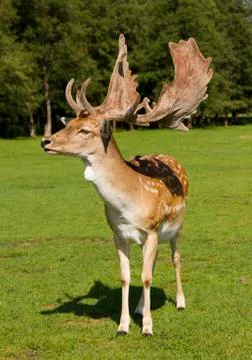 Deer Stock Photos