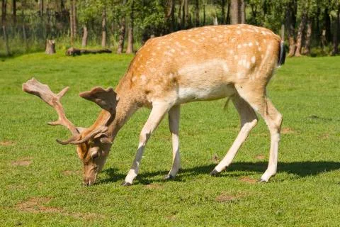 Deer Stock Photos