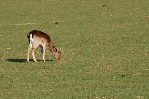 Deer Stock Photos
