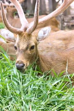 Deer Stock Photos