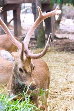 Deer Stock Photos