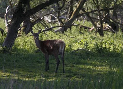 Deer Stock Photos