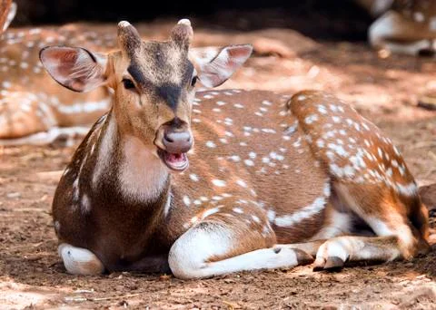Deer Stock Photos