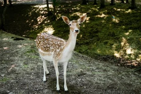 Deer Foto stock