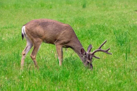 Deer Stock Photos
