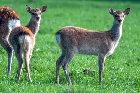 Deer Stock Photos