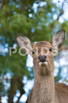 Deer Stock Photos