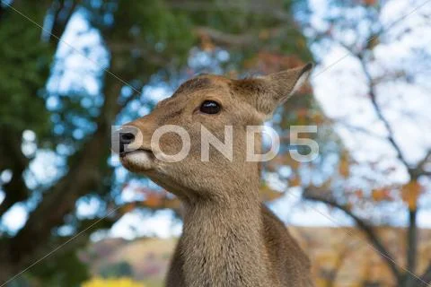 Deer Stock Photos